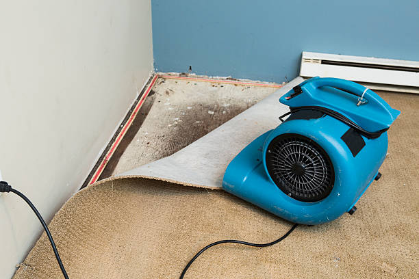 Best Ceiling water damage repair  in Maryvle, IL